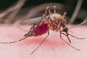 47238970 - mosquito is extracting blood from skin and has turned bright red