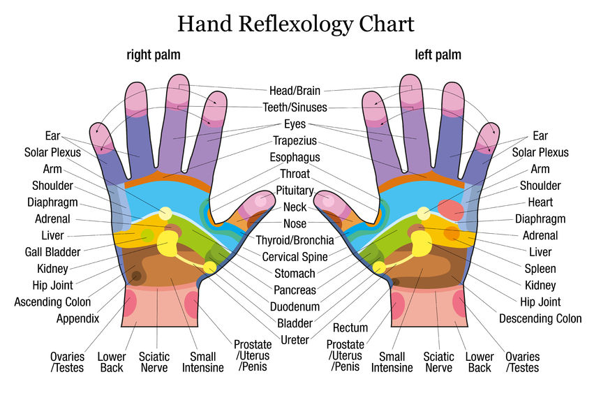 29881612 - hand reflexology chart with accurate description of the corresponding internal organs and body parts vector illustration over white background