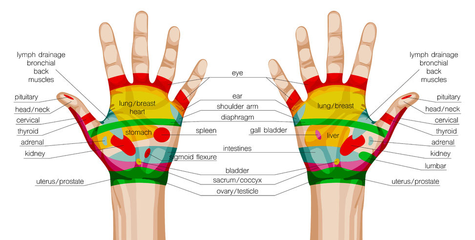 49797997 - acupuncture hands scheme. vector illustration